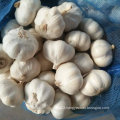 Good Quality of Fresh White Garlic From Jinxiang